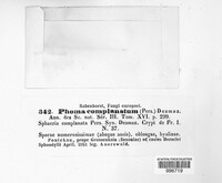 Calophoma complanata image